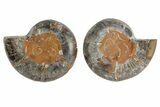 Cut/Polished Ammonite (Phylloceras?) Pair - Unusual Black Color #166698-1